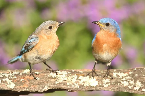 Östliche Blauvögel Sialia Sialis Auf Einem Barsch Mit Blüten — Stockfoto