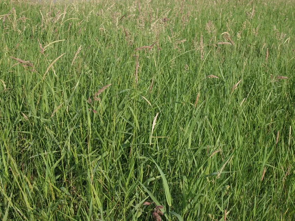 Herbe Verte Prairie Pelouse Utile Comme Fond — Photo