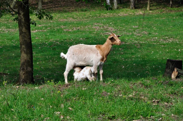 Animales Jóvenes Enfoque Selectivo — Foto de Stock