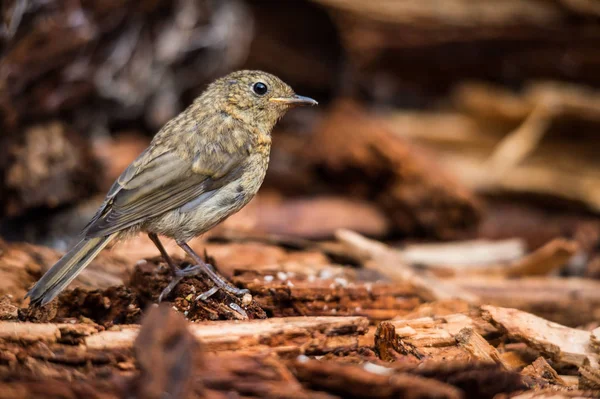 Rotkelchen Young Bird Undergrowth — Stock Photo, Image