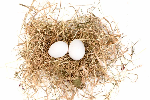 Schilderachtig Uitzicht Prachtige Vogel Natuur — Stockfoto