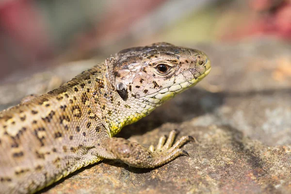 Närbild Ödla Livsmiljö Vildhetsbegreppet — Stockfoto