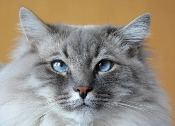 Krásná Roztomilá Domácí Kočka — Stock fotografie