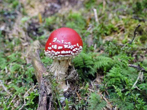 Flugsvamp Skogen — Stockfoto