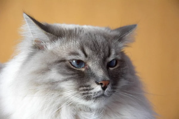 Kucing Domestik Yang Cantik Dan Lucu — Stok Foto