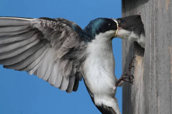 Árvore Engolir Taquicineta Bicolor Alimentando Bebês Famintos — Fotografia de Stock