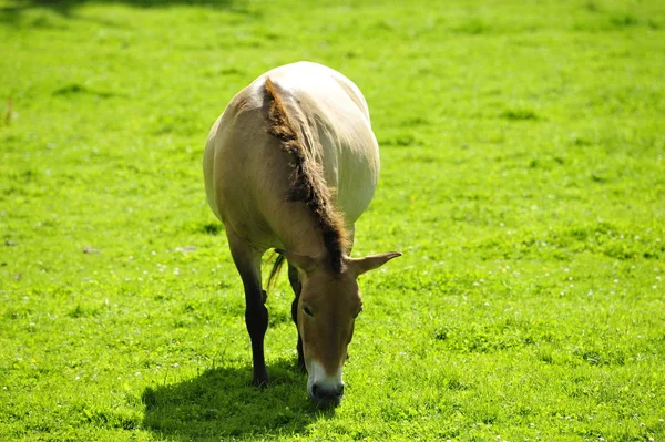 Cheval Przewalski — Photo