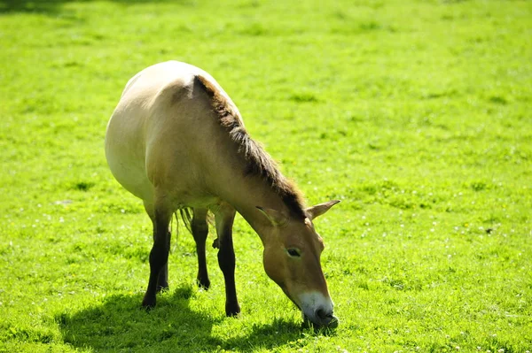 プシェワルスキーの馬 — ストック写真