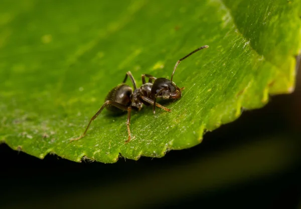 Close Bug Natureza Selvagem — Fotografia de Stock