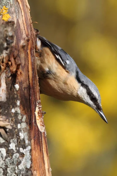 Kleiber Kleiner Passantenvogel — Stockfoto