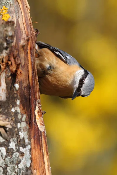 Vue Panoramique Bel Oiseau Sittelle — Photo