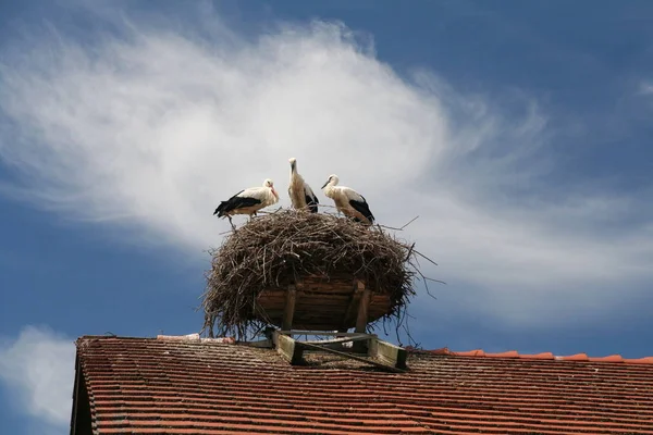 Malebný Pohled Krásné Čáp Ptáky Přírodě — Stock fotografie