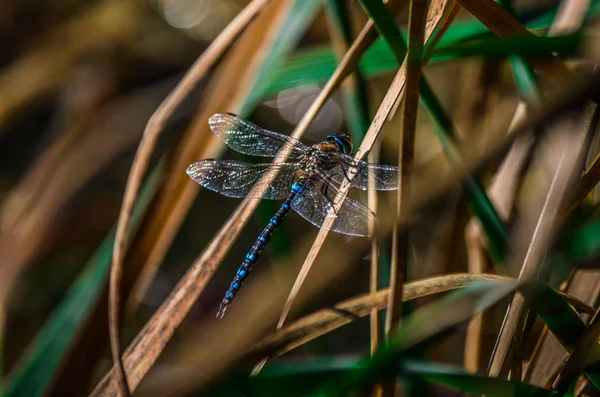 Entomologi Och Odonata Trollsländeinsekt — Stockfoto