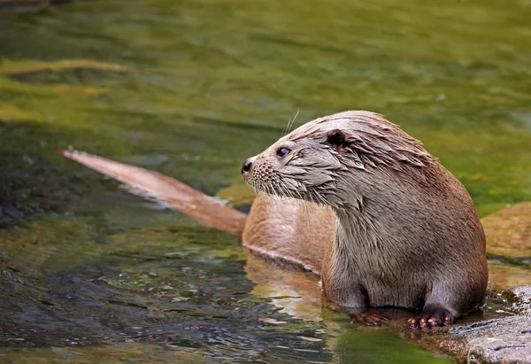 Lutra Lutra Loutre Animale — Photo