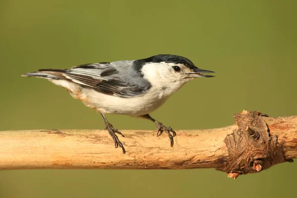 White Breasted Nuthatch Sitta Carolinensis Tree Branch Green Background — Stock Photo, Image