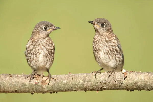 Baby Eastern Bluebird Sialia Sialis Branch — Stock Photo, Image