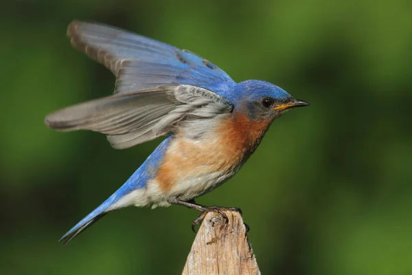 Bluebird Oriental Masculino Sialia Sialis Uma Cerca Com Fundo Verde — Fotografia de Stock