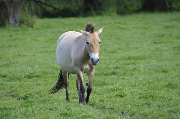 Cavallo Przewalski — Foto Stock