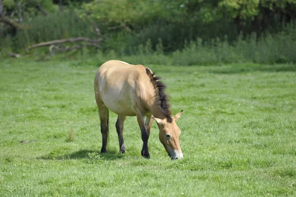 Przewalski Horse — Stock Photo, Image