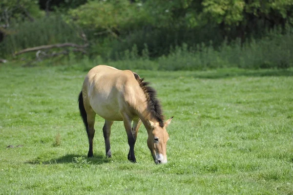 Przewalski Nin Atı — Stok fotoğraf