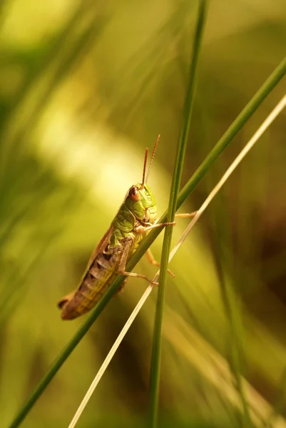 Saltamontes Insectos Cricket Bug — Foto de Stock