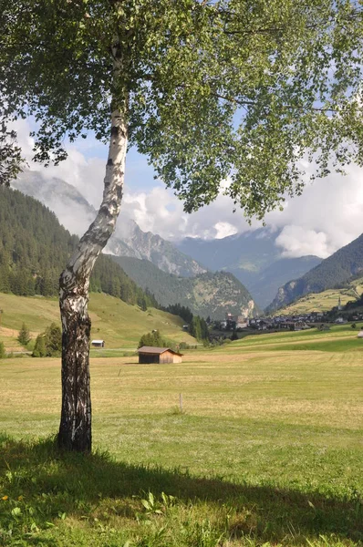 Björk Vid Nauders Tyrolen — Stockfoto