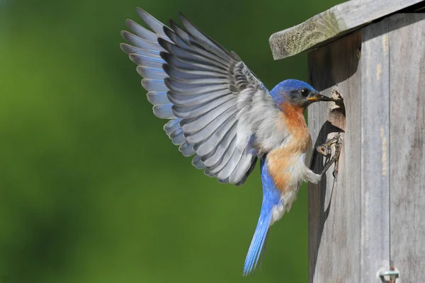 Muž Východní Bluebird Sialia Sialis Letu Hnízda — Stock fotografie