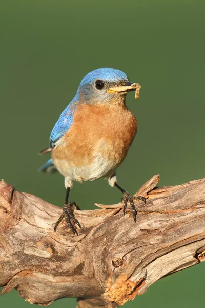 Самці Східного Блакитного Птаха Sialia Sialis Звалищі Хробаком — стокове фото