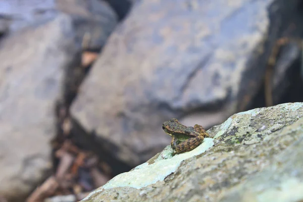 Grenouille Sur Une Pierre Mouillée Ruisseau — Photo