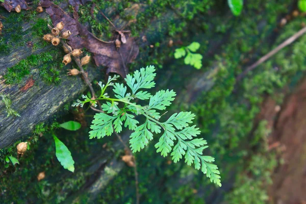 Fern Lesie Paprocie Leśne Upadłe Kłody — Zdjęcie stockowe