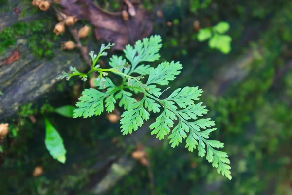 Fern Lesie Paprocie Leśne Upadłe Kłody — Zdjęcie stockowe