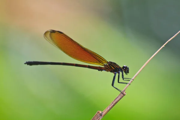 Entomologia Odonata Owad Ważka — Zdjęcie stockowe