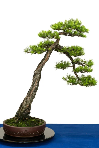 Pino Pinus Sylvestris Como Árbol Bonsai — Foto de Stock