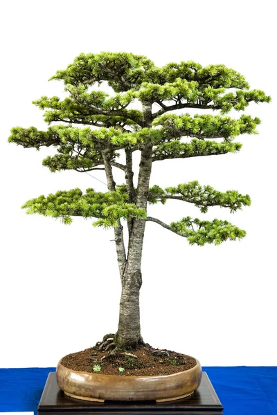 Lebanon Cedar Cedrus Libanii Como Árbol Bonsai —  Fotos de Stock