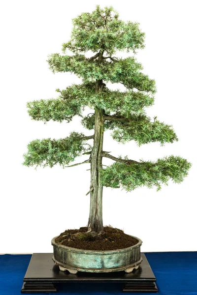 Groene Jeneverbes Juniperus Communis Als Bonsai Boom — Stockfoto
