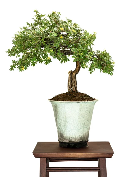 Blommande Buske Fem Finger Potentilla Fruticosa Som Bonsai Träd — Stockfoto