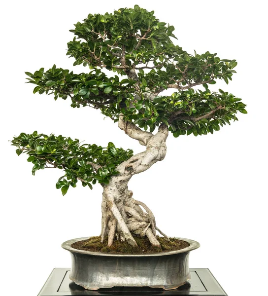 Fig Ficus Microcarpa Bonsai Tree — Stock Photo, Image