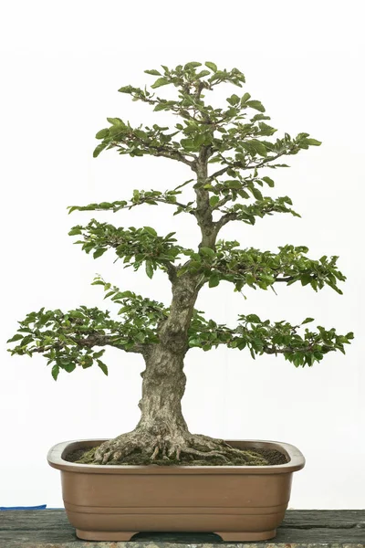 Korean Hornbeam Carpinus Turczaninowii Como Árbol Bonsai —  Fotos de Stock