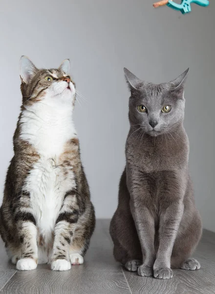 Studiopotraits Russian Blue Cat Breed Tricolored House Cat — Foto de Stock