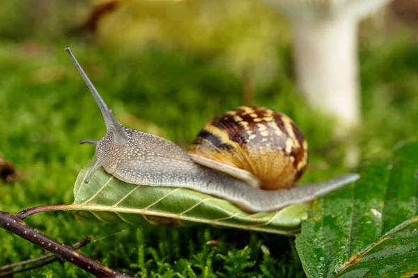 Immagine Autunnale Con Lumaca Fungo Selvatico Con Muschio Foglie — Foto Stock