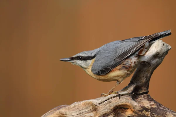 Eurázsiai Nuthatch Kis Passerine Madár — Stock Fotó