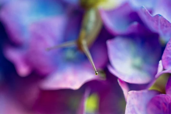 scenic view of beautiful colorful hydrangea