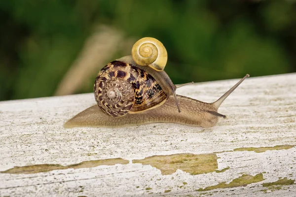 Little Snail Piggyback Larger Screw — Stock Photo, Image