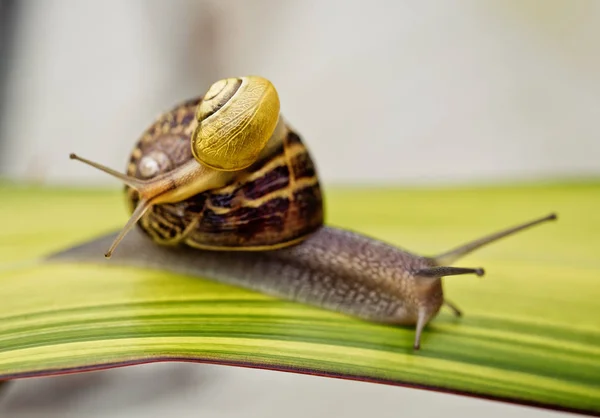 Little Snail Piggyback Larger Screw — Stock Photo, Image