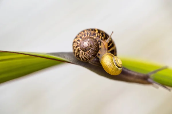 Malý Slimák Piggyback Velké Hlemýždě — Stock fotografie