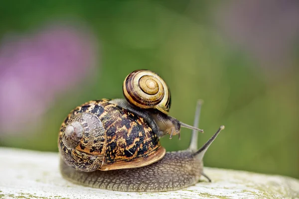 Piccolo Lumaca Cavalluccio Grande Lumaca — Foto Stock