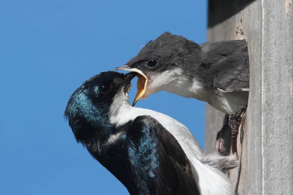 Baumschwalbe Tachycineta Bicolor Füttert Ein Hungriges Baby — Stockfoto