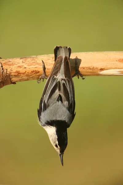 Vista Cênica Belo Pássaro Nuthatch — Fotografia de Stock