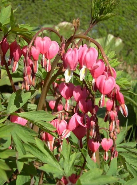 Bleeding Hearts Flowers Flora — Stock Photo, Image