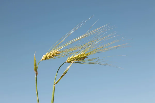 Wheatplants Clear Summer Sky — Stock Photo, Image